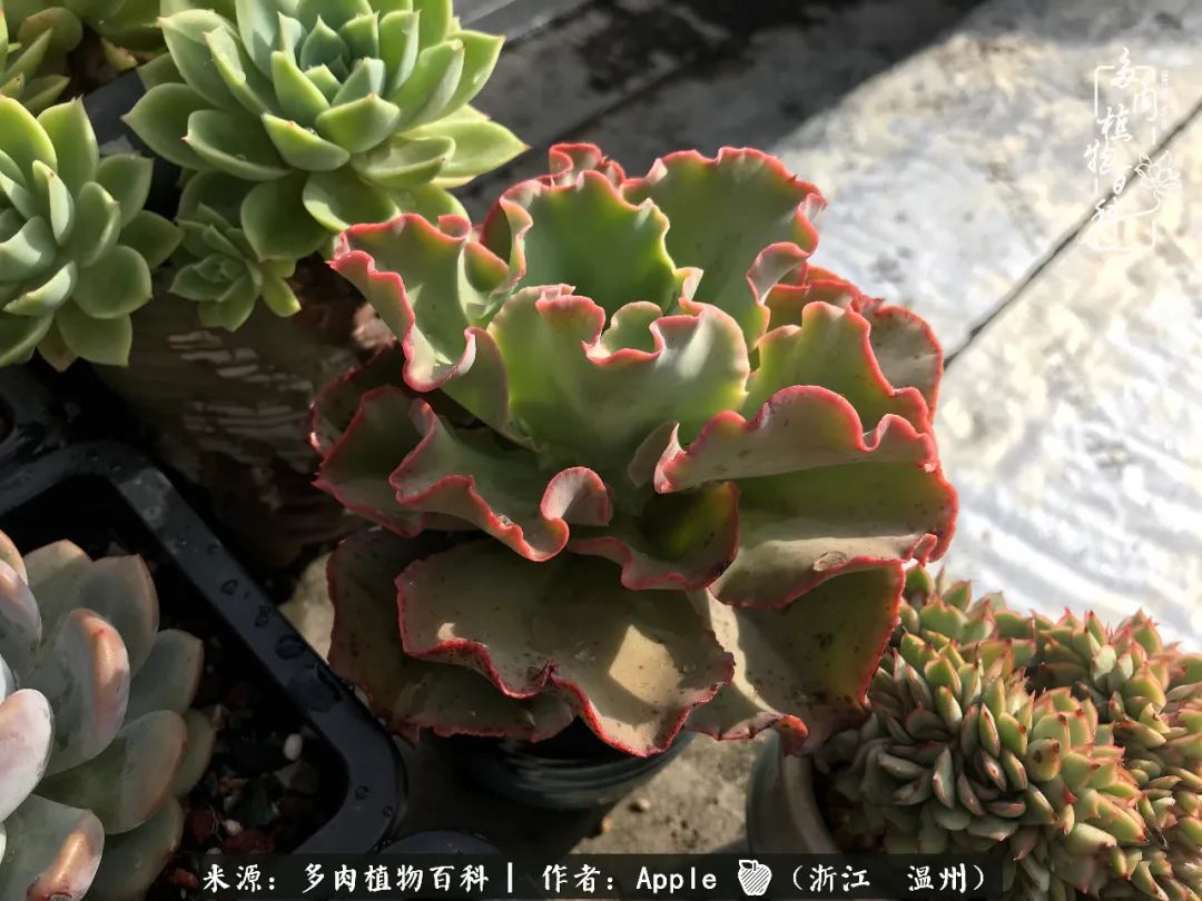 多肉成长记观察记录怎么写,多肉成长记录观察展板