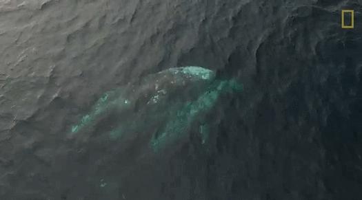 12个动物啪啪啪知识，最后一个想笑死谁？