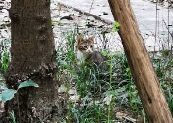 关于流浪动物救助的采访问题,流浪动物救助文章1000字