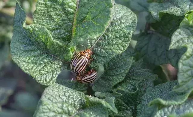 氯氰甲维盐能杀哪些虫效果好,甲维盐氯氰菊酯能打什么虫