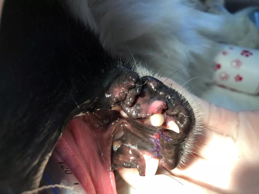 如果狗狗被抓伤了怎么办,如果被狗狗咬伤了怎么办