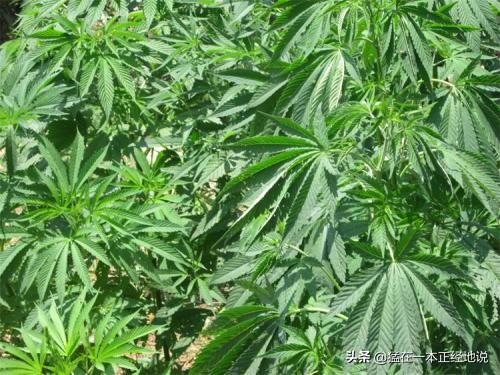 四体勤劳的你，能分得清“五谷”吗