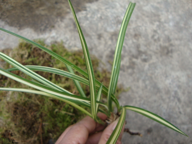 叶艺兰草品种,叶艺兰与普通兰花区别