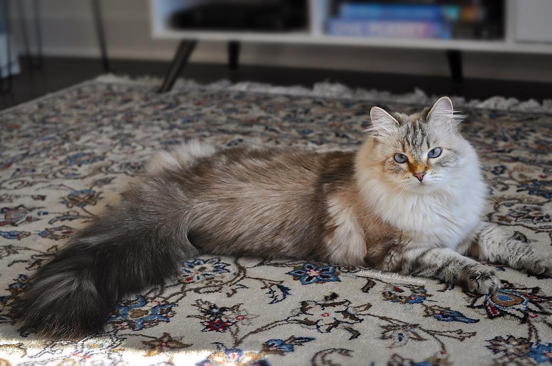 猫咪大便带血是怎样的,猫咪大便带血是怎么了