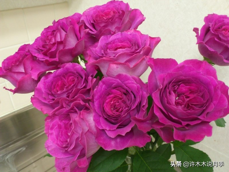 稀有月季蓝色妖姬,颜色比较稀有月季有哪些品种