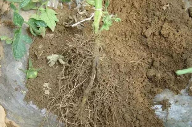 肥害是肥料太多吗,肥料造成的肥害怎么处理