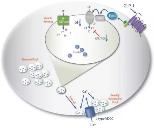 糖尿病人小便多用哪种降糖药控制,糖尿病通俗易懂的讲解