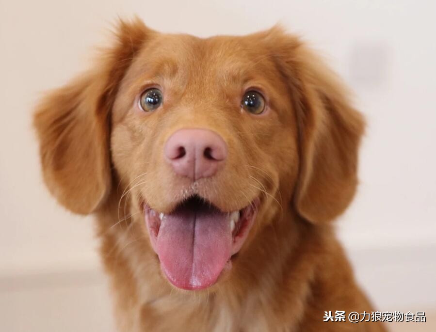 为什么狗狗喜欢舔你的脚拇指,为什么狗狗喜欢舔主人尿尿