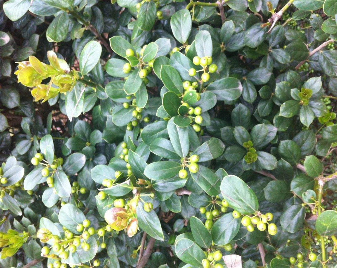 米兰花掉叶子是什么原因,怎样才能使掉叶的米兰花再长叶子