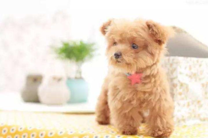 达克宁能治狗狗身上癣吗,达克宁治牛癣效果怎么样