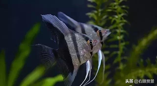 七彩神仙鱼有寄生虫的症状,神仙鱼体内寄生虫怎么去除