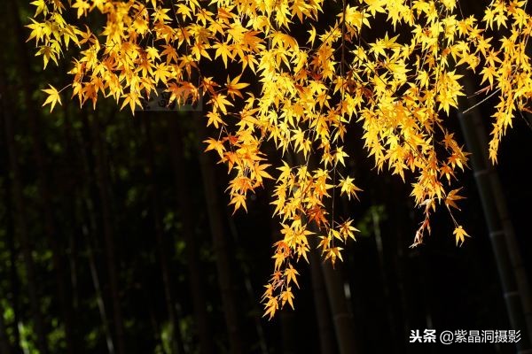 700年历史的日本小寺，为了看秋叶要买两次票，一次比一次贵