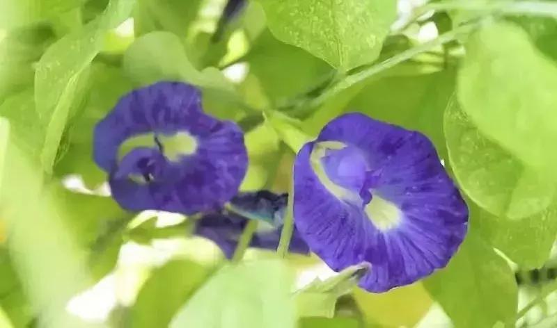 新加坡十大特产排名,新加坡精品点心有哪些