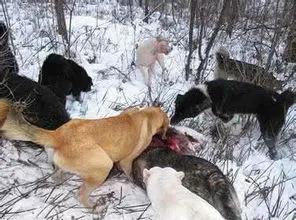 太行犬vs各大猛犬,太行犬vs虎斑犬