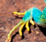 世界上脚最奇怪的动物,世界上最奇怪的脚是什么打一成语