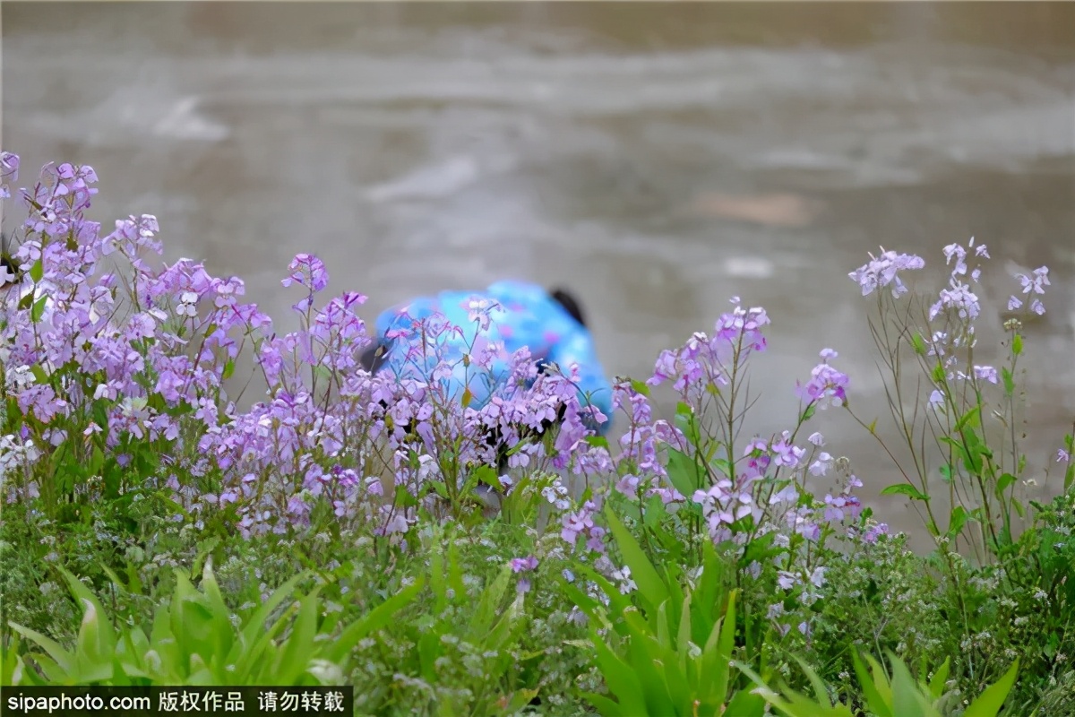 紫色花海哪里最好玩,紫色的花海景点