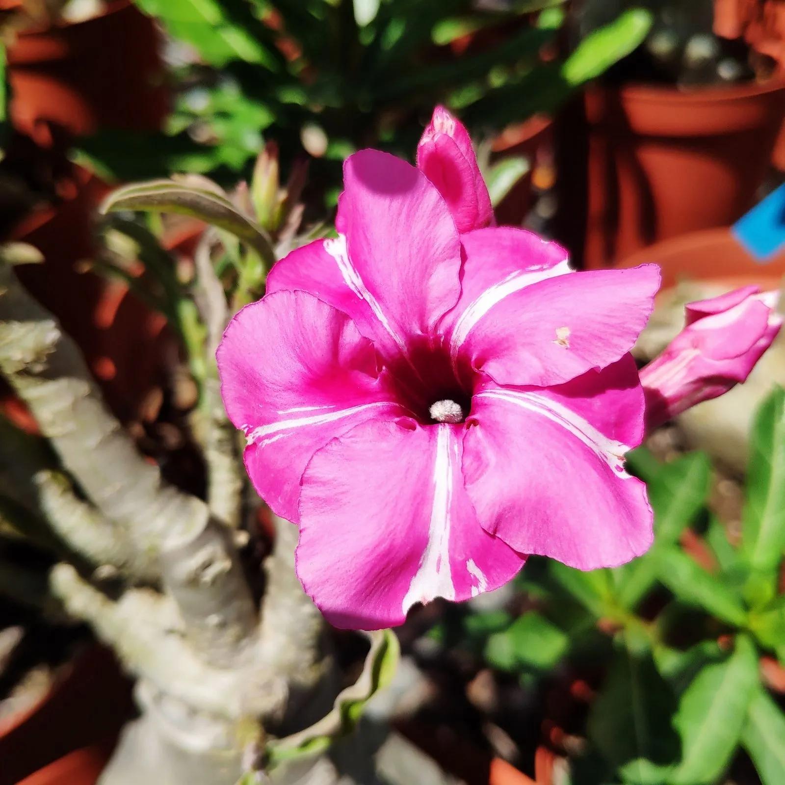 84个沙漠玫瑰品种，收起来慢慢看，待到来年春天选几种喜欢的养