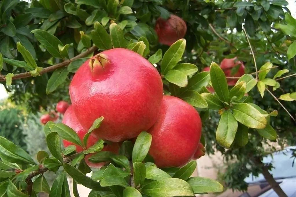 突尼斯软籽石榴怎么辨别生熟,河阴突尼斯软籽石榴特点