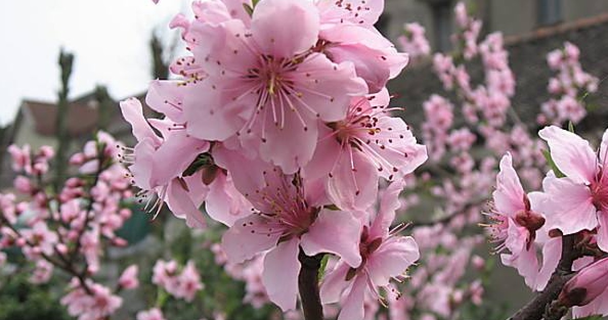 为什么发情又被称为“发春”？