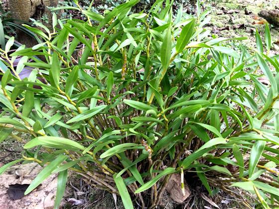 石斛生态园图片大全,重庆大足石斛基地