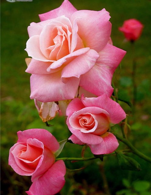 快手文案短句正能量的句子,文案霸气快手热门语录短句