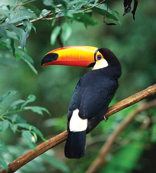 动物世界中最小的昆虫,动物世界最奇特的鸟