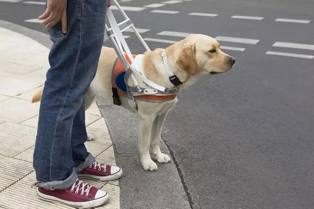 导盲犬被热议视频,导盲犬为什么被指责