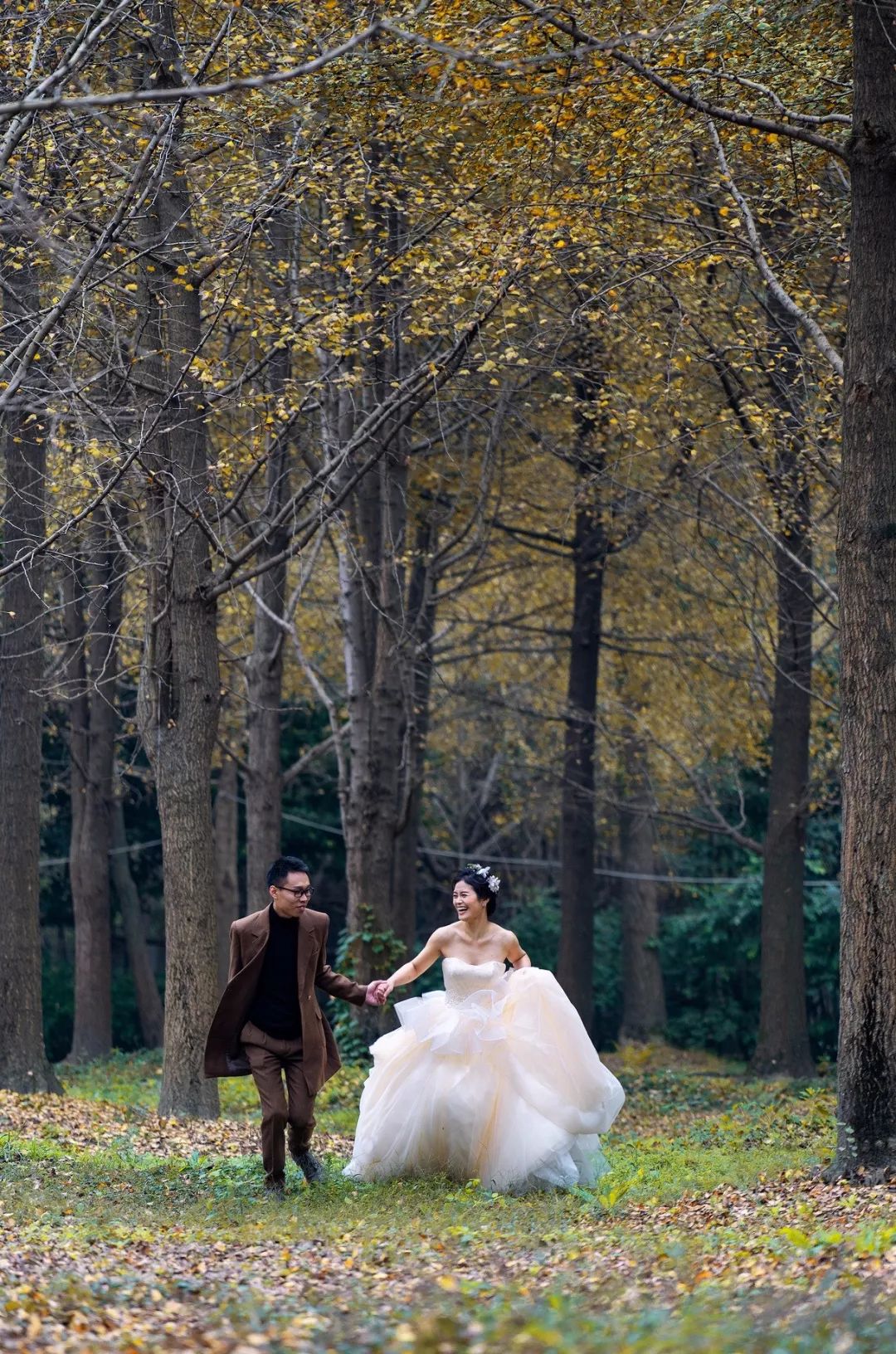 成都市区值得一去的银杏打卡,双流看银杏叶