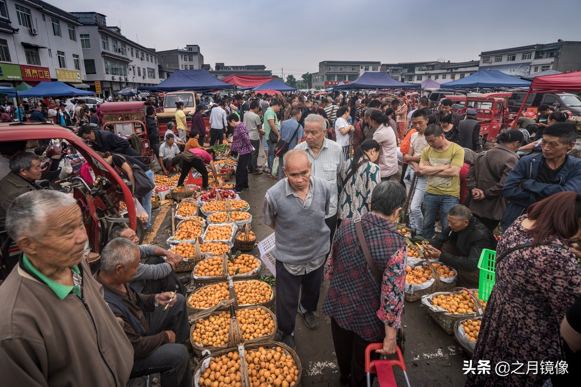 天府新区太平枇杷,成都太平枇杷批发市场