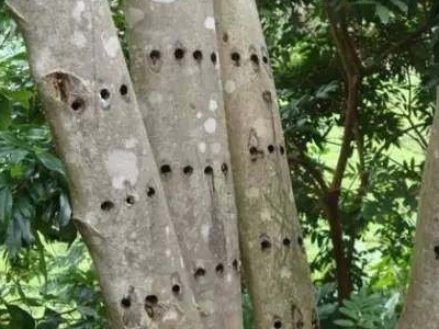 如何判断自然生长的沉香树结香,沉香树要种植多少年可以结香