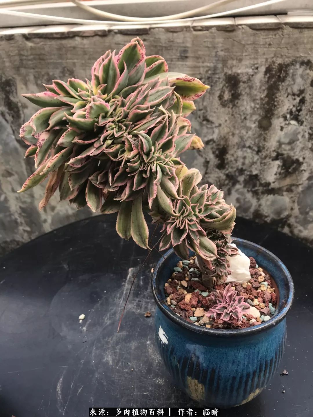 多肉带给我的感情,多肉给人们带什么作用