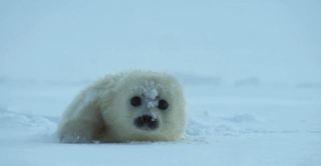 假期儿童纪录片推荐经典,青少年假期推荐纪录片