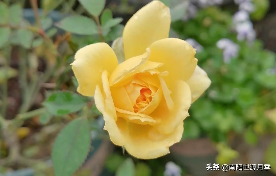 超级微型月季株型紧凑,最漂亮10种微型月季图片