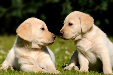 狗狗老是叫怎么让狗安静下来,狗狗瞧见别的狗狗总乱叫怎么纠正