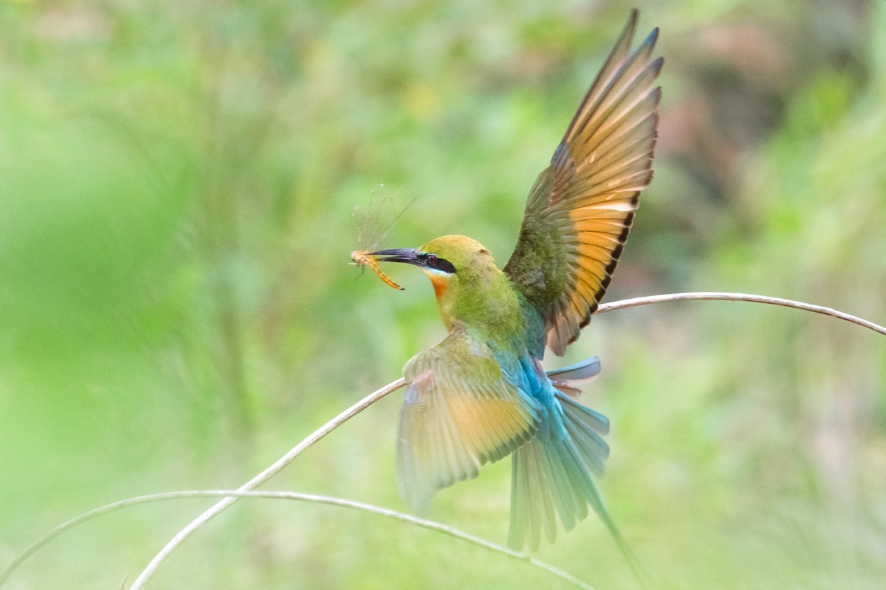 生态摄影师相机,生态摄影著名摄影家