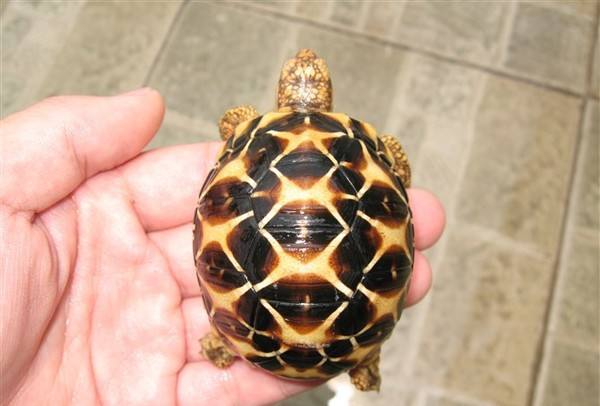 最美的乌龟图片,最美乌龟视频大全