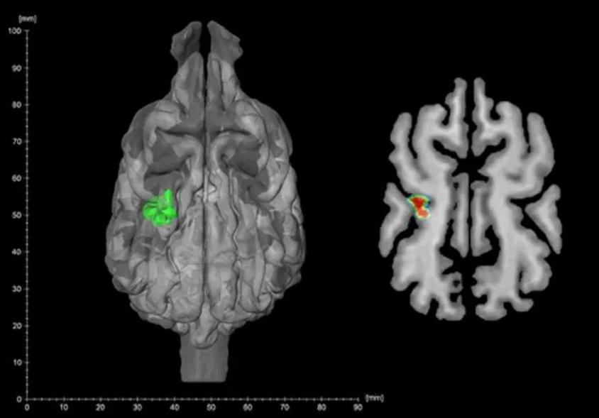 狗鼻子冷的正常还是热的正常,科学家对狗聪明的研究结果
