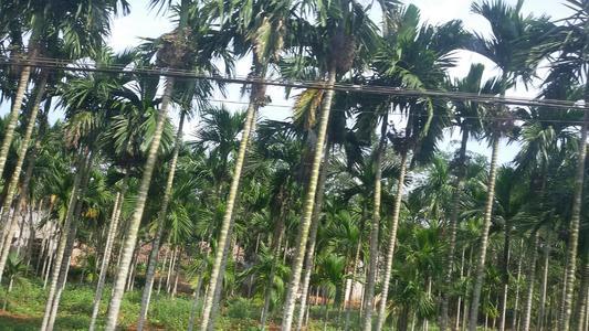 致命咀嚼:火了千年的槟榔文化,为何到现代坐了冷板凳?