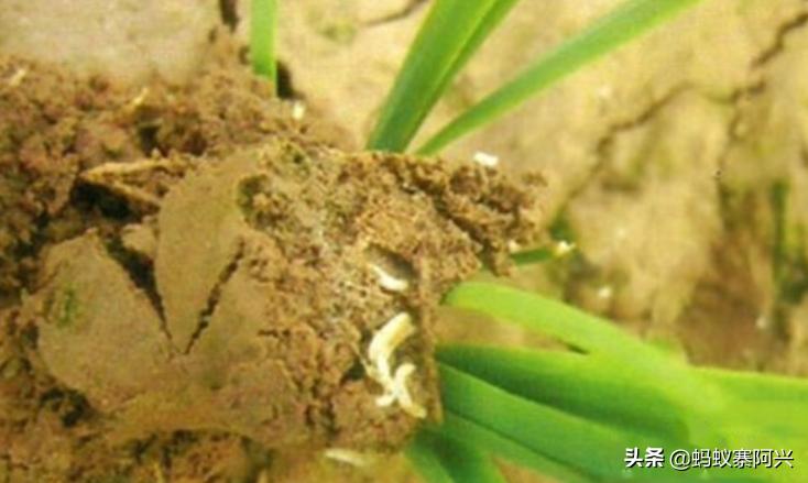 怎样防止韭菜根的虫害,韭菜虫害之韭蛆防治技术