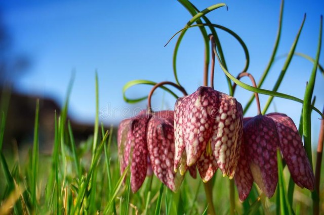 白术神曲党参功效,人参党参黄芪熟地山药的功效