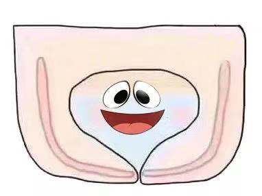 女性盆底就像吊床查查它的“弹性”怎么样