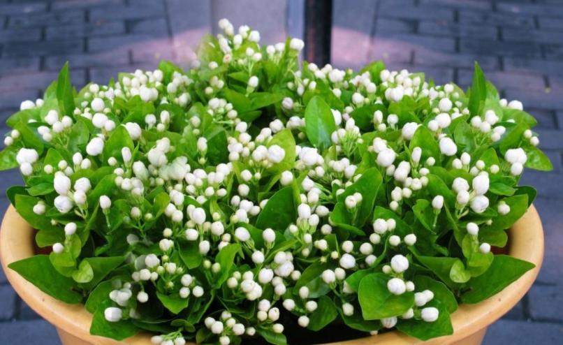 茉莉叶子发黄长蜘蛛网,盆栽茉莉有红蜘蛛怎么办