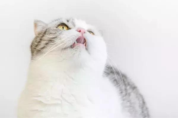 体外驱虫会导致猫咪死亡吗,体外驱虫是杀死蜱虫吗