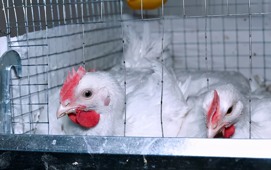 肉鸡抗应激药啥时间段给,肉鸡疫苗应激反应消除时间