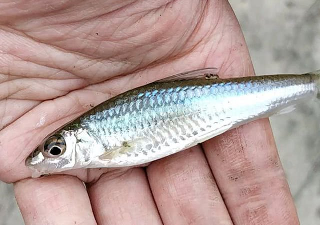 这种鱼哪都有，而且一来就是一大群，吃口又快又猛，别说你没钓过