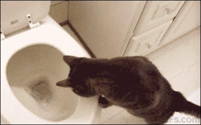 猫咪看着猫粮想吃又不敢吃怎么办,猫咪不爱喝水用什么办法解决