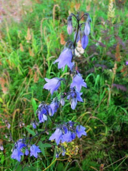 沙参是什么科植物,沙参是什么种形态