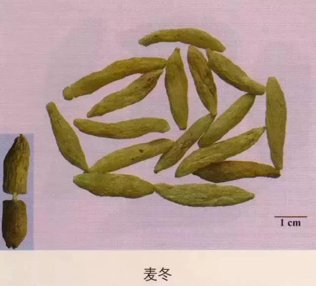 中药材图片大全大图带药名,200多味中药材图谱带图