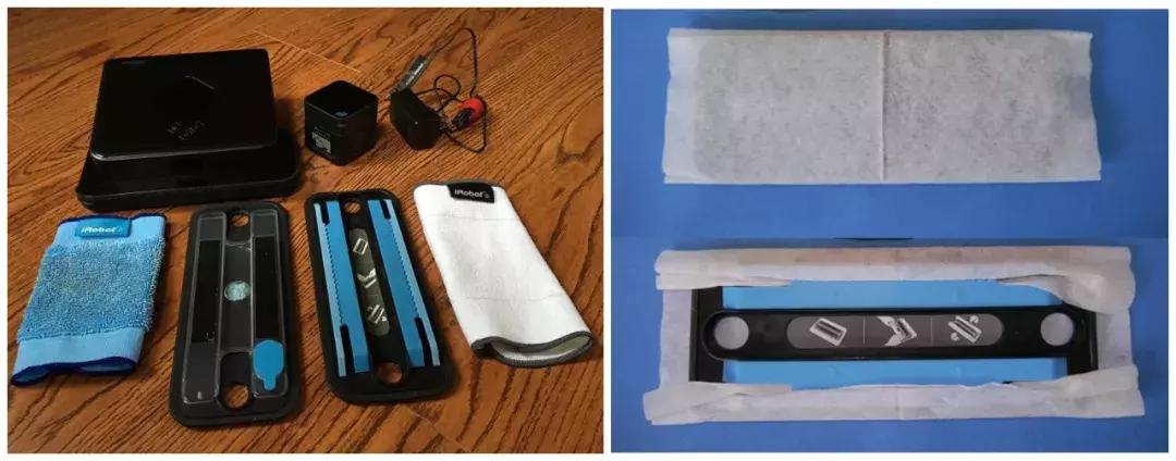 行走的蒲公英猫咪照片,行走的蒲公英猫品种