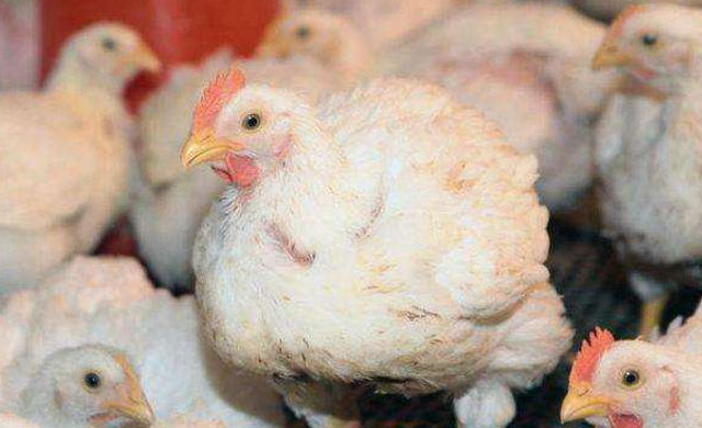 冬天养鸡居然有鸡痘,养鸡遇到鸡病怎么办